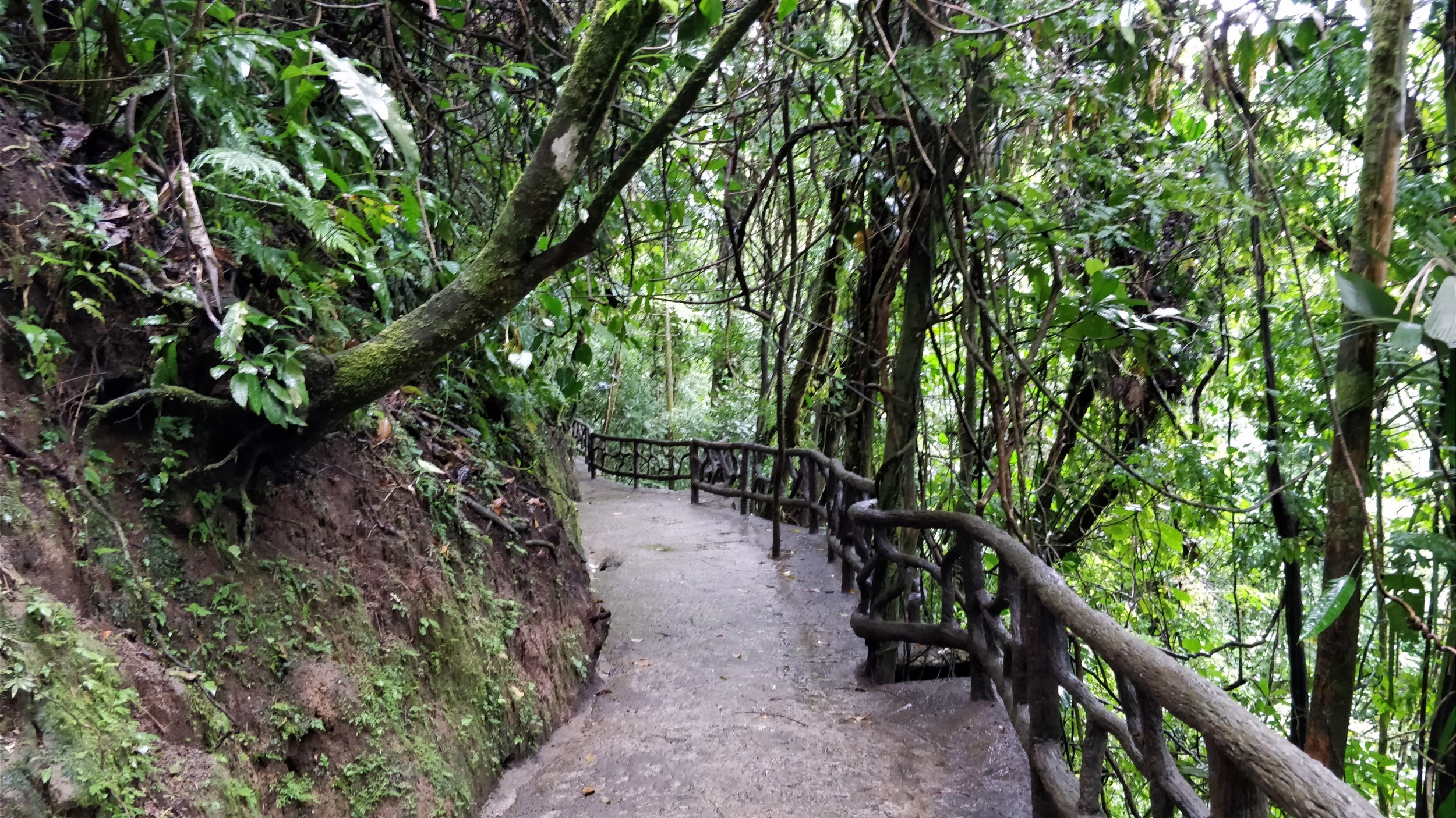 [Image: Mistico-Arenal-Hanging-Bridges-Park-Costa-Rica-18.jpg]