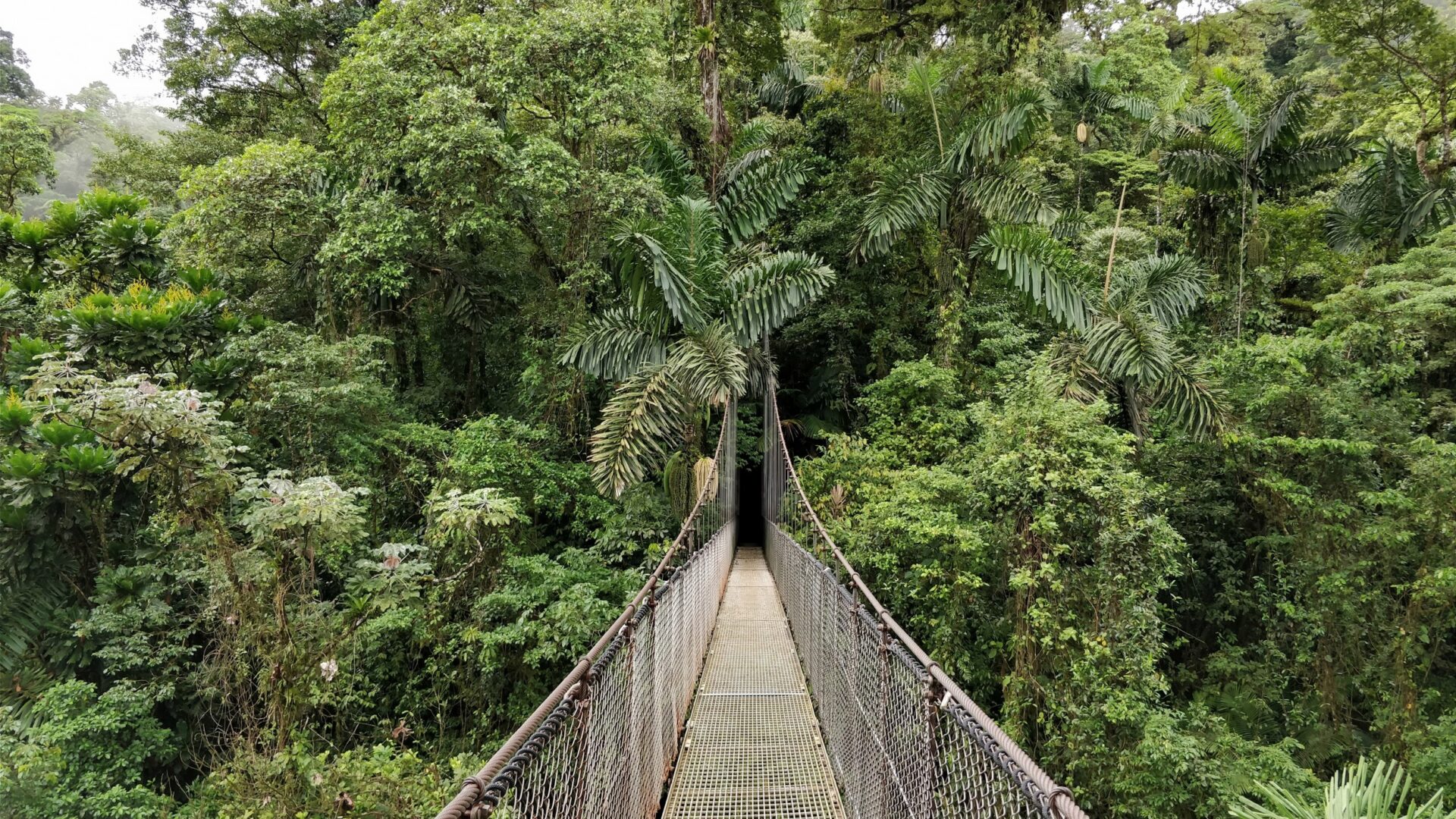 Mistico arenal hanging bridges park costa rica visions of travel