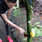 Rainforest Chocolate Tour La Fortuna : Costa Rica