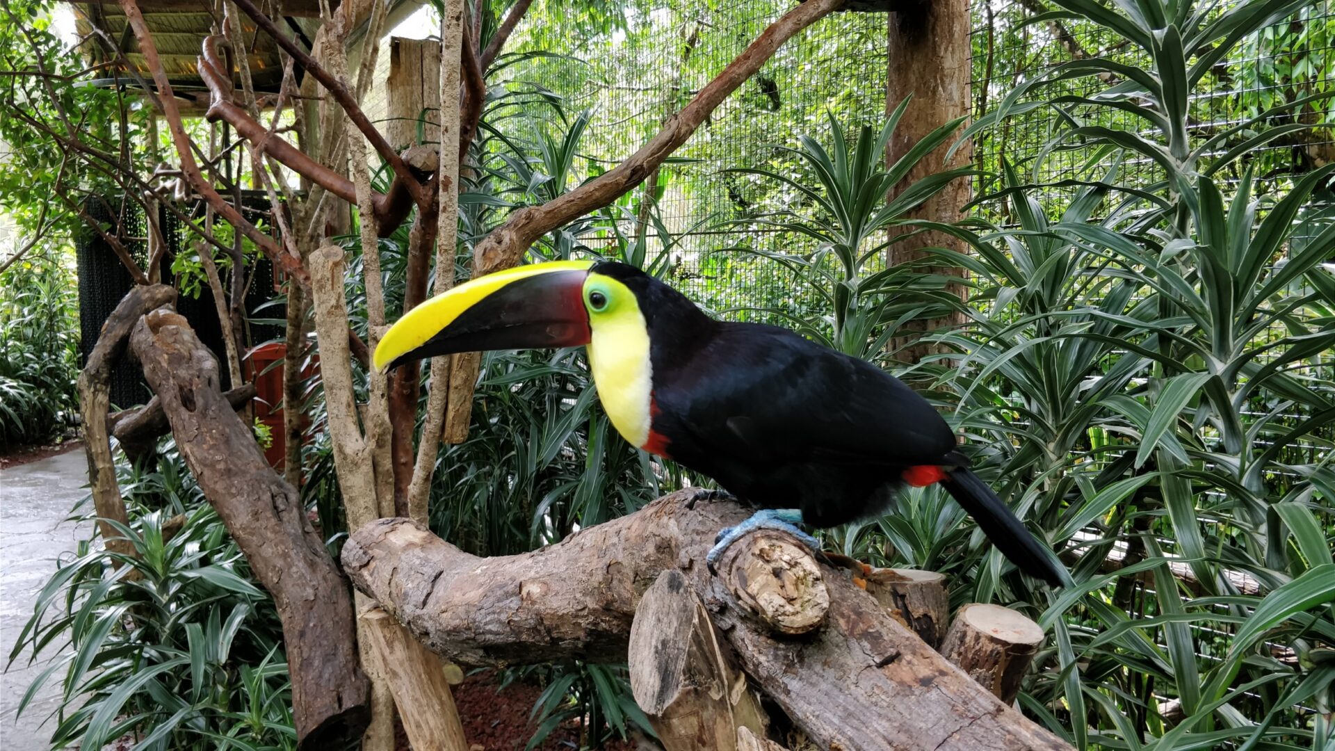 La Paz Waterfall Gardens Nature Park Costa Rica Visions of Travel