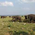 Sigiri Safari : Sri Lanka
